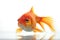 Image of goldfish isolated on white background. Fish., Animal. Pet