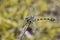 Image of gomphidae dragonflyIctinogomphus Decoratus