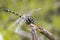 Image of gomphidae dragonflyIctinogomphus Decoratus.