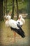 Image of graceful white storks at zoo