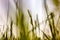 Image of grass seen from below goes to create a beautiful abstract background