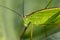 Image of grasshopper Small Green Leaf Katydid.,Orthelimaea leeu