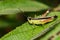 Image of grasshopper Sugarcane White-tipped locust