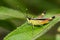 Image of grasshopper Sugarcane White-tipped locust