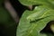 Image of a grasshoppers on green leaves. Insect Animal