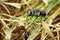 Image of Great Black Wasp Sphex pensylvanicus.