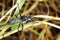 Image of Great Black Wasp Sphex pensylvanicus.