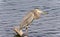 Image of a great blue heron watching somewhere