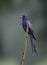 Image of Greater Racquet-tailed Drongo Dicrurus paradiseus perched on a branch on nature background. Bird. Animals