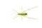 Image of green bush-cricket long horned grasshopper on white background. From top view. Insect. Animal