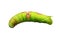 Image of green caterpillar on white background. Insect. Animal