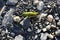 Image of a green grasshopper on the rocks. Insect animal