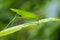 Image of a green grasshoppers on green leaves. Insect