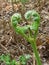Image of green heart shaped fern before foliage has unfurled
