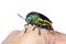 Image of green-legged metallic beetle Sternocera aequisignata or Jewel beetle or Metallic wood-boring beetle on the back of the