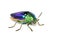 Image of green-legged metallic beetle Sternocera aequisignata or Jewel beetle or Metallic wood-boring beetle on white background