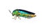 Image of green-legged metallic beetle Sternocera aequisignata or Jewel beetle or Metallic wood-boring beetle on white background