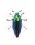 Image of green-legged metallic beetle Sternocera aequisignata or Jewel beetle or Metallic wood-boring beetle on white background