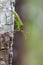Image of green legume pod bugHemiptera on tree. Insect.