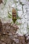 Image of green legume pod bugHemiptera on tree. Insect.