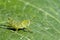 Image of Green little grasshopper on a green leaf. Insect.