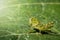 Image of Green little grasshopper on a green leaf. Insect.