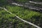 Image of green onionWhite leek field. Onions are grown in agriculture garden. Rows on the field.