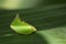 Image of Green Planthopper Siphanta acuta.
