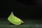 Image of Green Planthopper Siphanta acuta on green leaves. Ins