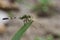 Image of green skimmer dragonflyOrthetrum sabina.