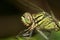 Image of green tiger skimmer dragonfly Orthetrum sabina