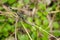 Image of green tiger skimmer dragonfly Orthetrum sabina