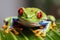 image of green tree frog. Amphibian. Illustration. Generative AI