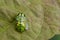 Image of Green turtle beetle Escarabajo tortuga.