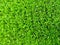 Image of grern grass texture.
