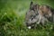 Image of grey rabbits in green grass