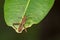 Image of Groundnut Bug, Acanthocoris sordidus Coreidae on green leaves. Insect. Animal