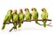 Image of group of alexandrine parakeet on a branch on a white background. Birds. Animals. Illustration, Generative AI