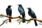 Image of group of an asian koel birds on a branch on a white background. Birds. Animals. Illustration, Generative AI