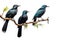 Image of group of an asian koel birds on a branch on a white background. Birds. Animals. Illustration, Generative AI