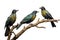 Image of group of an asian koel birds on a branch on a white background. Birds. Animals. Illustration, Generative AI