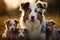 Image Group of Aussie dogs, mom with puppies, playing in meadow