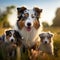 Image Group of Aussie dogs, mom with puppies, playing in meadow