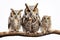 Image of group of barred eagle-owl on a branch on a white background. Birds. Animals. Illustration, Generative AI