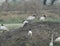 This is an image of group of beautiful black headed ibis birds