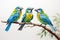Image of group of blue-throated barbet bird on a branch on a white background. Birds. Animals. Illustration, Generative AI