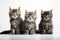 Image of group of cats on white background. Pet. Animals. Illustration, Generative AI