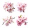 Image group of cherry blossom flower on white background. Nature. Illustration, Generative AI