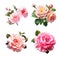 Image group of chinese rose flower on white background. Nature. Illustration, Generative AI