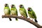 Image of group of common green magpie on a branch on a white background. Birds. Animals. Illustration, Generative AI